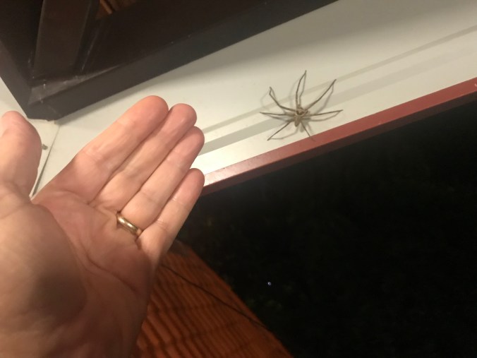 w4CXruE6RD+HbT91dActdQ